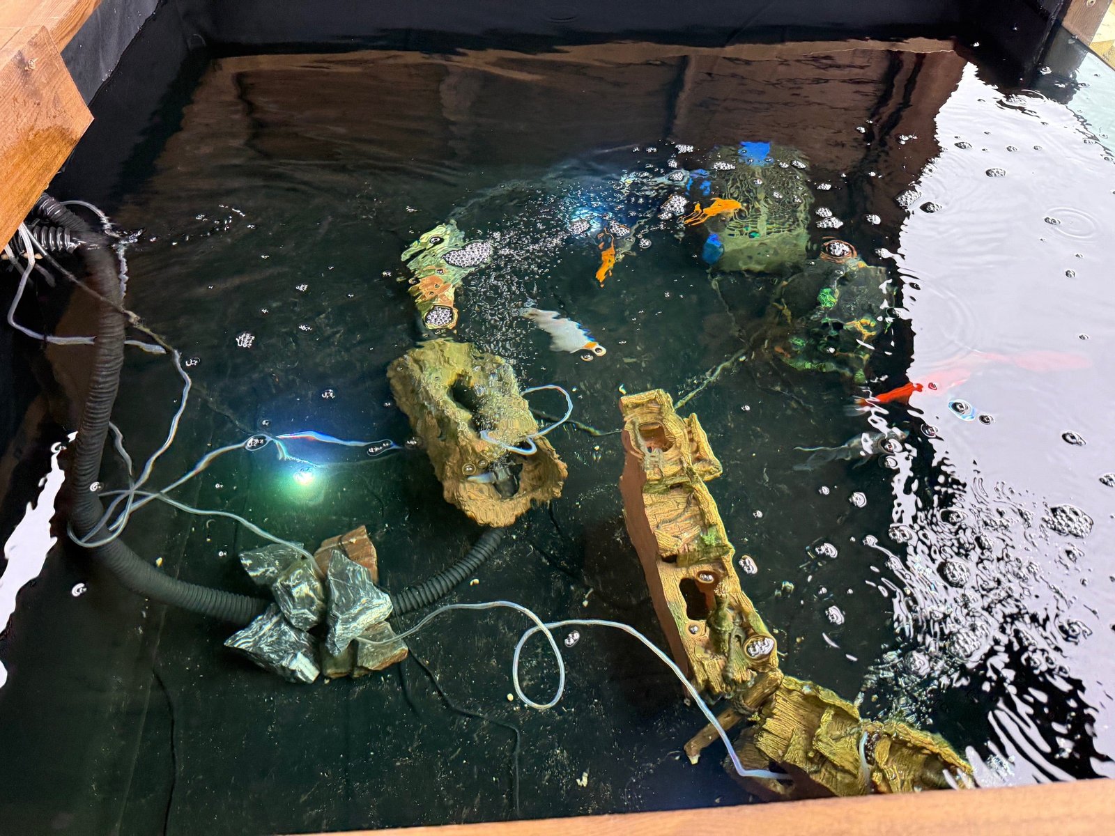 Wooden Koi LayzeePond® With Window, Various Sizes & Options - Image 4